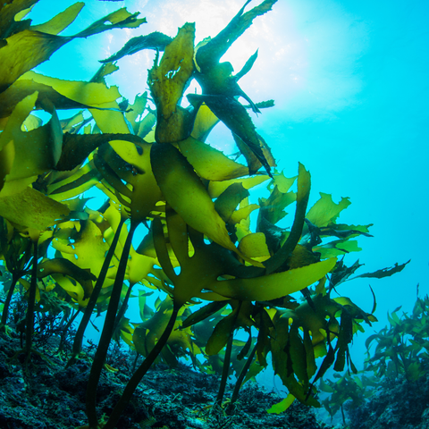 Bibigo Geröstete Meeresalgen Sesam 4G