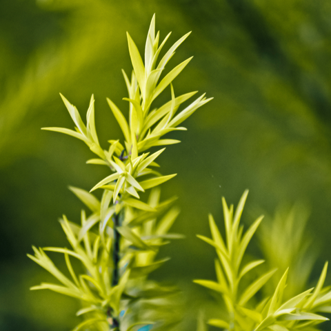 Etude House 0.2 Therapy Air Mask Tea Tree